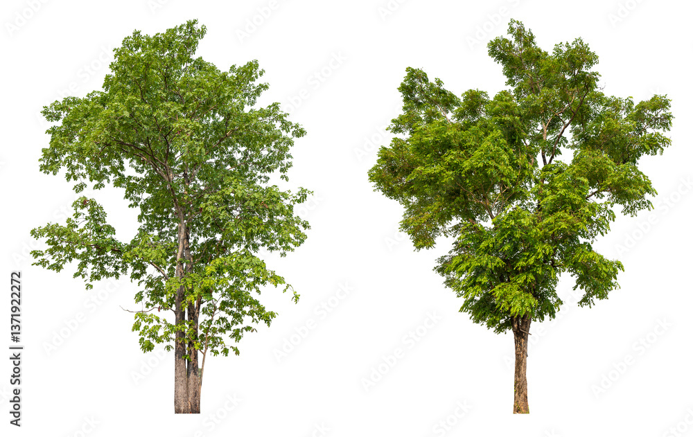 Poster Collection tree PNG transparent background easy to drag and drop to main project