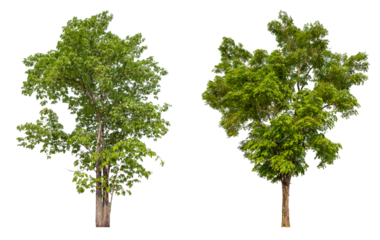 Collection tree PNG transparent background easy to drag and drop to main project