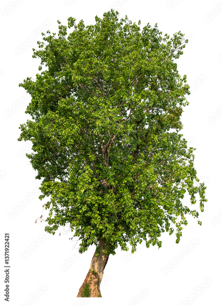 Aufkleber png file high qaulity big tree transparent background, easy to drag and drop to main project