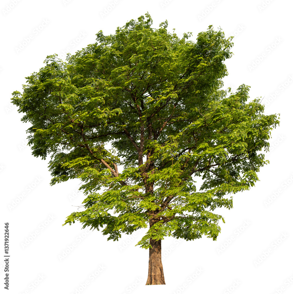 Poster PNG file high qaulity big tree transparent background, easy to drag and drop to main project