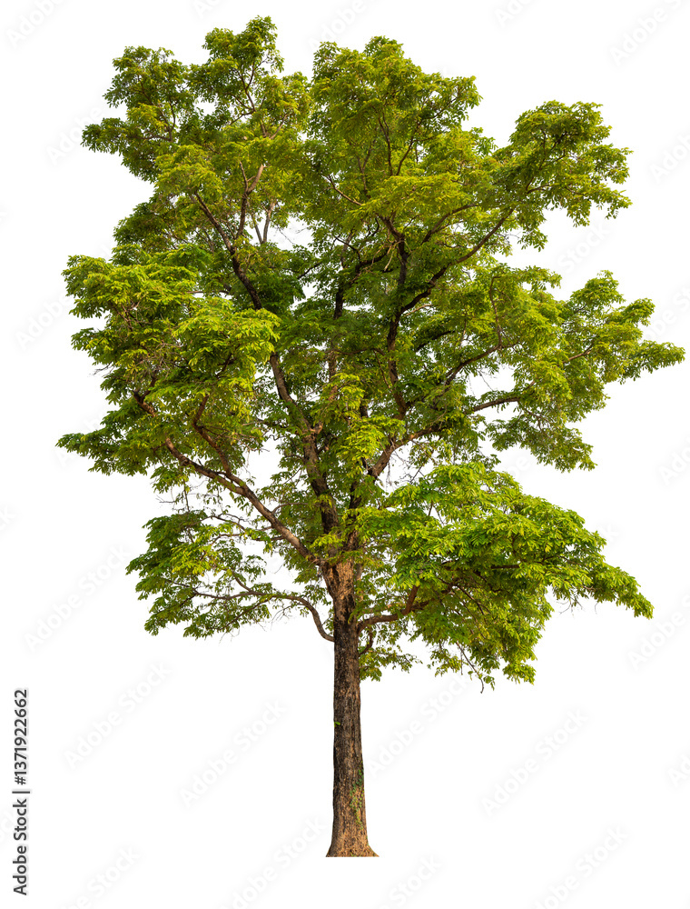 Poster PNG file high qaulity big tree transparent background, easy to drag and drop to main project