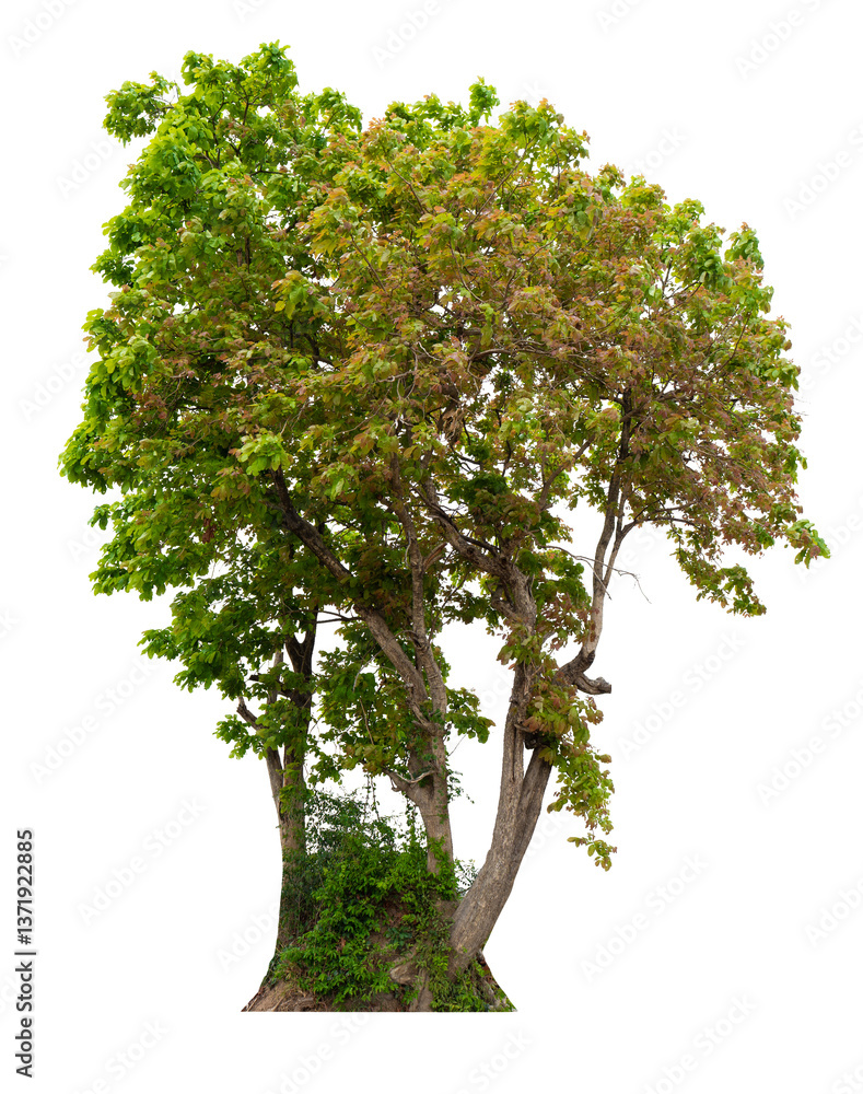 Poster PNG file high qaulity big tree transparent background, easy to drag and drop to main project