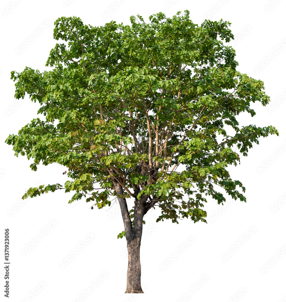 Poster PNG file high qaulity big tree transparent background, easy to drag and drop to main project