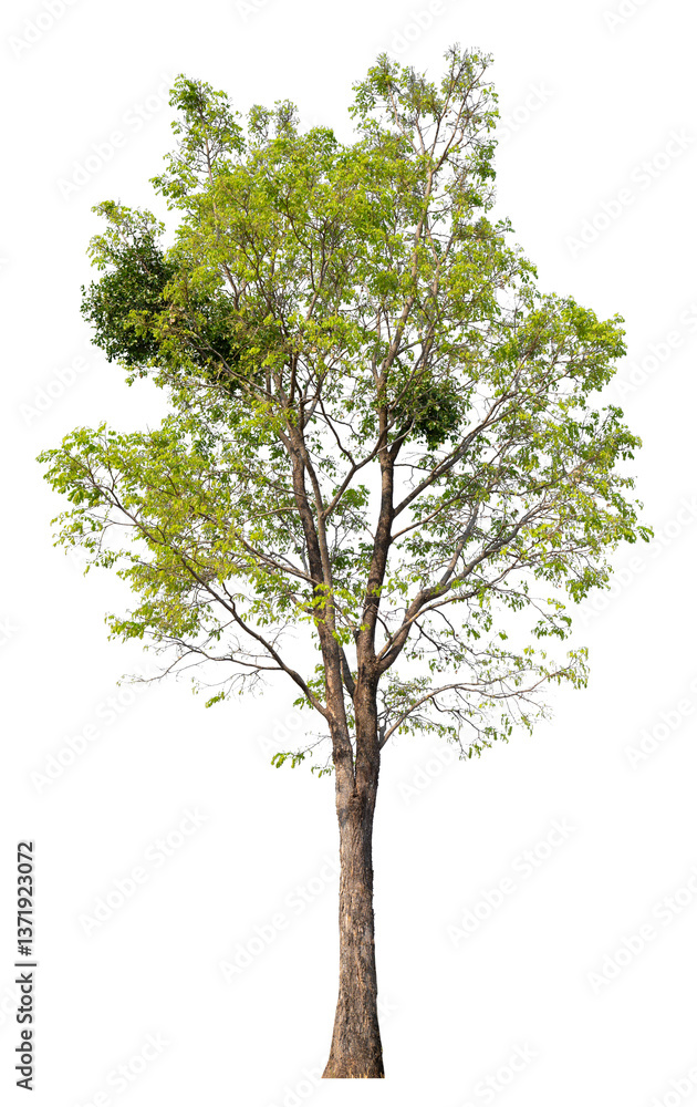 Aufkleber png file high qaulity big tree transparent background, easy to drag and drop to main project
