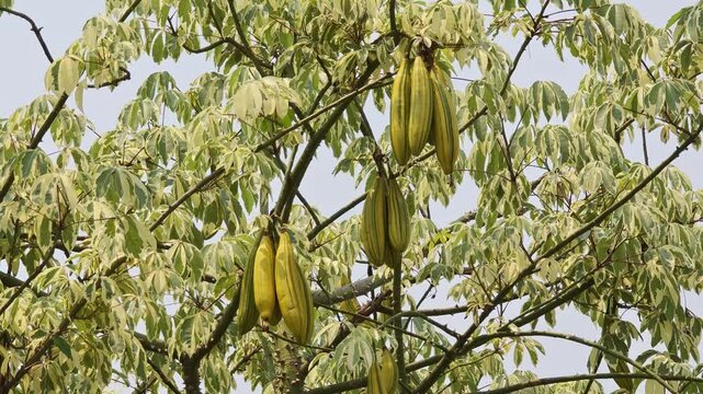 Cotton pods on the tree