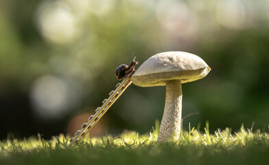 A snail crawls along the mushroom cap.Climb the mushroom on a wooden ladder.Snail on a mushroom in nature.Macro photography outdoors.