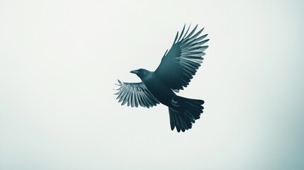 Obraz premium Crow, Corvus corone in front of a white background