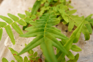 A detailed close-up shot of vibrant green fern plants emerging from cracks in a gray concrete...