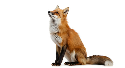 Fototapeta premium Realistic Red Fox Sitting in Alert Pose with Fluffy Tail - 4K Wildlife Photography