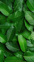 Obraz premium Lush, vibrant green leaves create a dense, textured surface with detailed venation and natural beauty