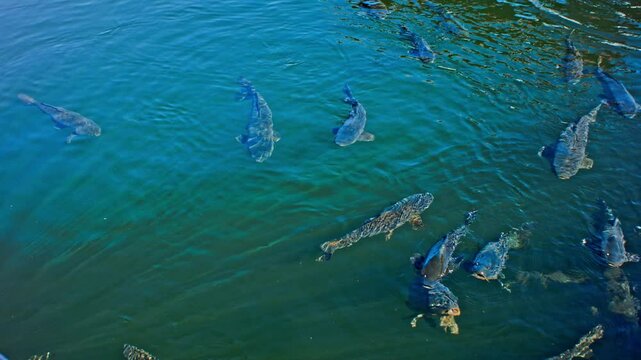 Carp Fish Swimming