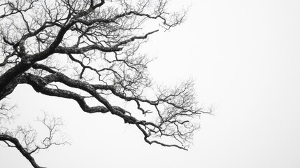Fototapeta premium Leafless Oak tree branches silhouette. Black and white. Natural oak tree branches silhouette on a white background. Silhouettes of a dark gloomy forest with textured trees on a white background. 
