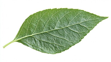 Obraz premium Leaf veins isolated on white background. include clipping path.