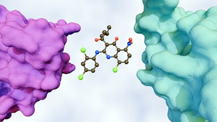 A 3d rendering of a molecular glue mediating the interaction between two proteins, the target proteins that the molecular glue is bringing together.