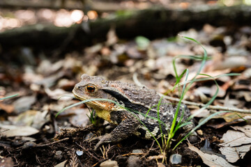 林の中の二ホンヒキガエル