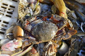 Shellfish fish octopus Marine animals