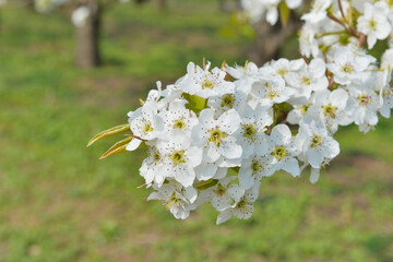 Pear flower in full bloom in spring