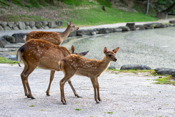 Wild deers crossing the street in Nara Park, Japan