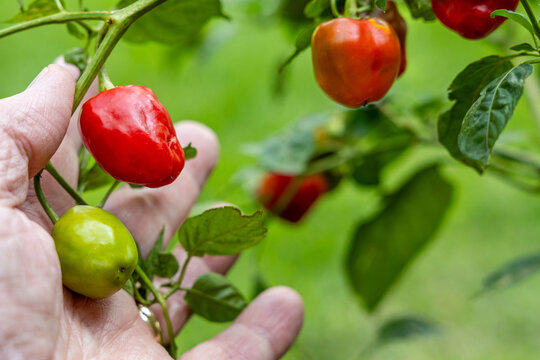 Bright red juanita piquante peppers growing on a shrub in the garden being inspected before picking
