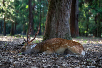 Wild male deer with big antlers in Nara Park, Japan