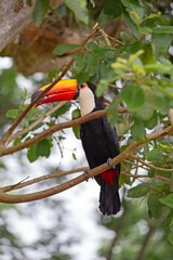 Colorful tucan