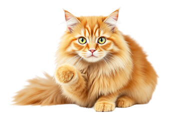 Adorable long-haired orange cat with vivid green eyes raising one paw, closeup style on white background, concept of pet element. Ai generative