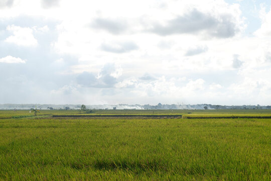 A clear blue sky adorned with bright, fluffy clouds, stretching over a serene landscape of green rice fields