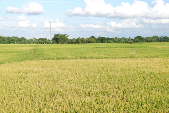 A clear blue sky adorned with bright, fluffy clouds, stretching over a serene landscape of green rice fields
