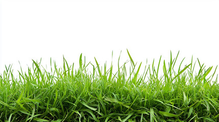 Fototapeta premium perfect grass isolated for spring border