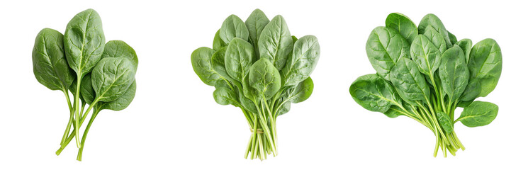 Fresh bunch of spinach leaves isolated on transparent background. PNG , se of