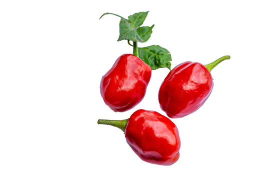 Sweet and tangy piquante peppers harvested from the garden ready for processing