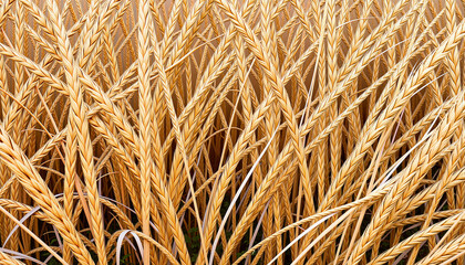 Fototapeta premium Golden grass texture pattern with soft lighting, nature's artistry