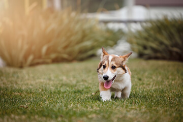 A Welsh Corgi puppy is running on the grass and smiling.