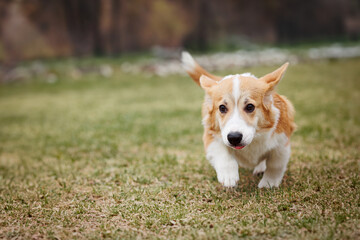 A Welsh Corgi puppy is running on the grass and smiling.