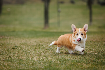 A Welsh Corgi puppy is running on the grass and licking its nose