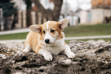 A portrait of welsh corgi puppy sitting on a stone and looking into the distance