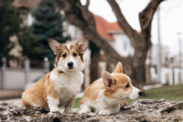 A portrait of welsh corgi puppies sitting on a stone and looking into the distance