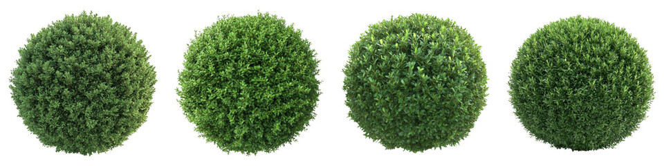 Fototapeta premium Green trimmed bush isolated on transparent background. PNG , se of