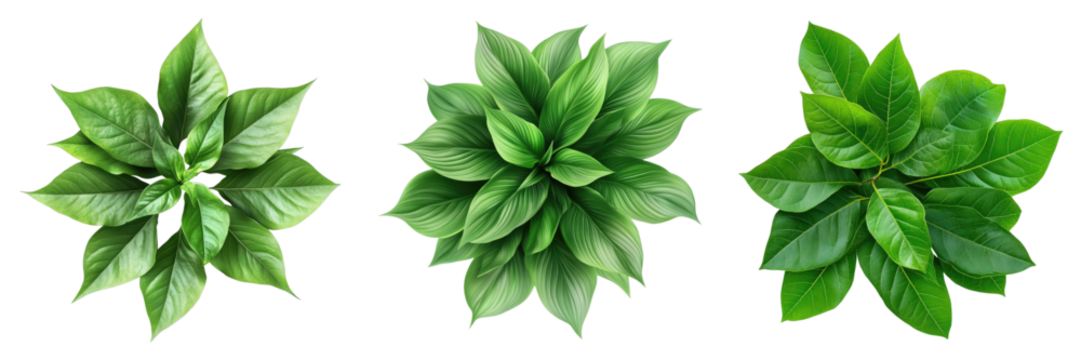 Group of green leaves isolated on transparent background. PNG , se of