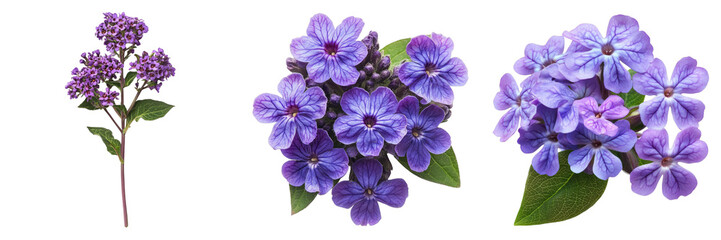 Heliotrope bloom isolated on transparent background. PNG , se of