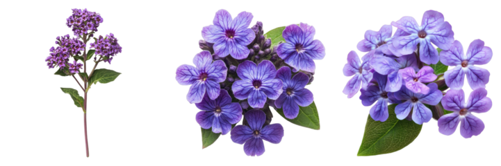 Heliotrope bloom isolated on transparent background. PNG , se of