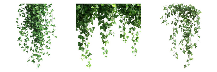 Jungle vines flowing isolated on transparent background. PNG , se of