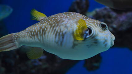 White-spotted puffer swimming in blue aquarium water