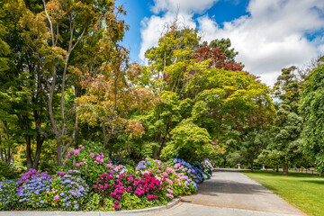 Hydrangeas in Christchurch Botanic Gardens, New Zealand