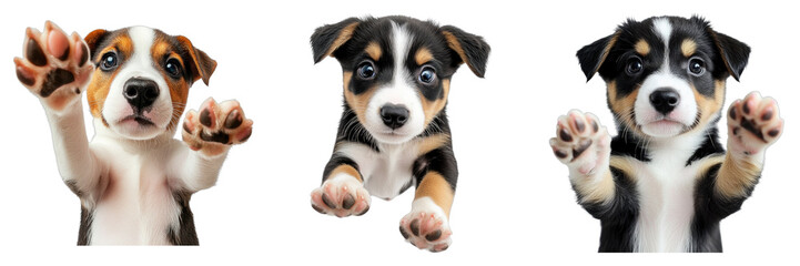 Obraz premium Cute puppy rising hand isolated on transparent background. PNG , se of