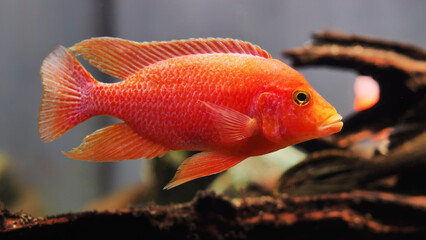 Obraz premium Red Blood Parrot Cichlid swimming in aquarium with blurred background