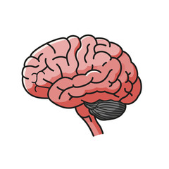Brain Illustration in Colorful Style Representing Human Intelligence  