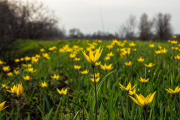 Field of yellow tulips