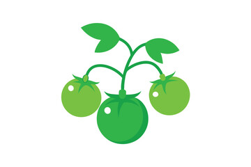 vector illustration of green olives