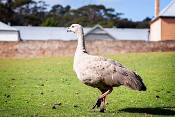 goose on the meadow
